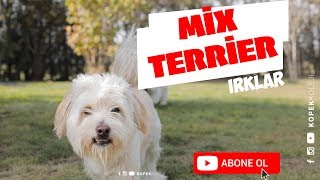 Dog Breeds  Mix Terrier