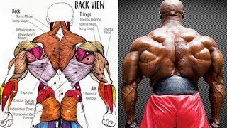 أقوى 9 تمارين الظهر وتعريض (جدول تدريبي) | back workout