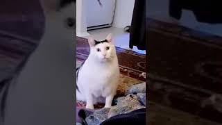 Mentahan Meme Kucing Ngomong Tolol Viral Di Tiktok