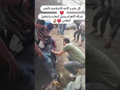 فيديو: حرب بطرسبرج عام 1854