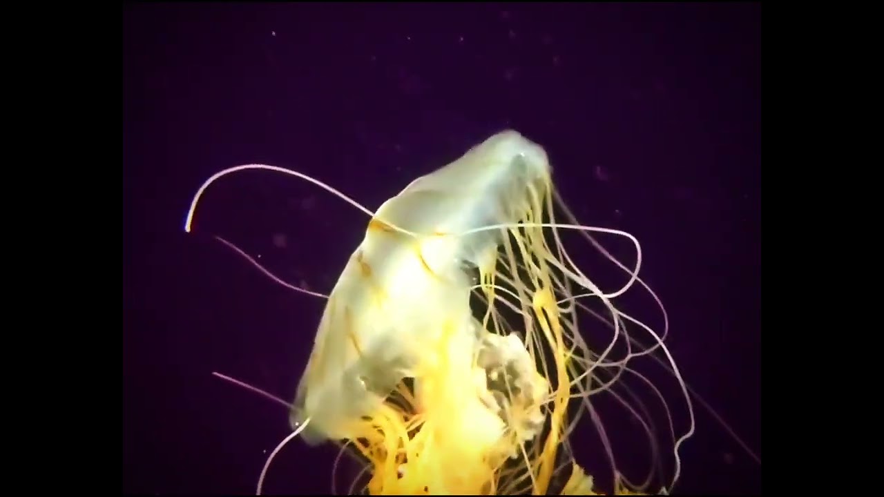 "Medusozoa jellyfish: Deep Water Swiming WATER".
