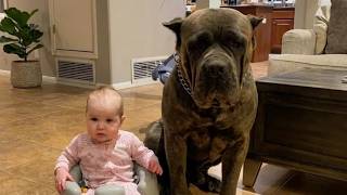 Camera Caught What This 200lb Cane Corso Does When a Stranger Nears Baby's Window 😱