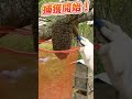 蜂なのに刺さない?大人しいミツバチの群れを捕獲 #Shorts