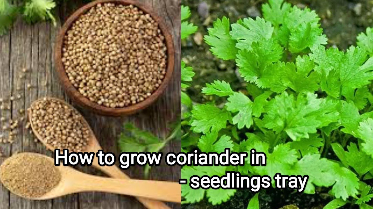 How to grow coriander in seedlings tray? घर पर धनिया उगाने का सबसे