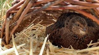 Coturnix Quail Hen Calls to Hatching Chicks screenshot 5