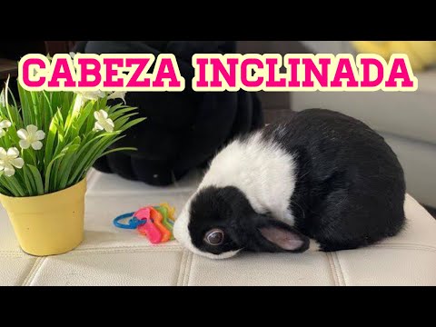 Síndrome Vestibular en Conejos