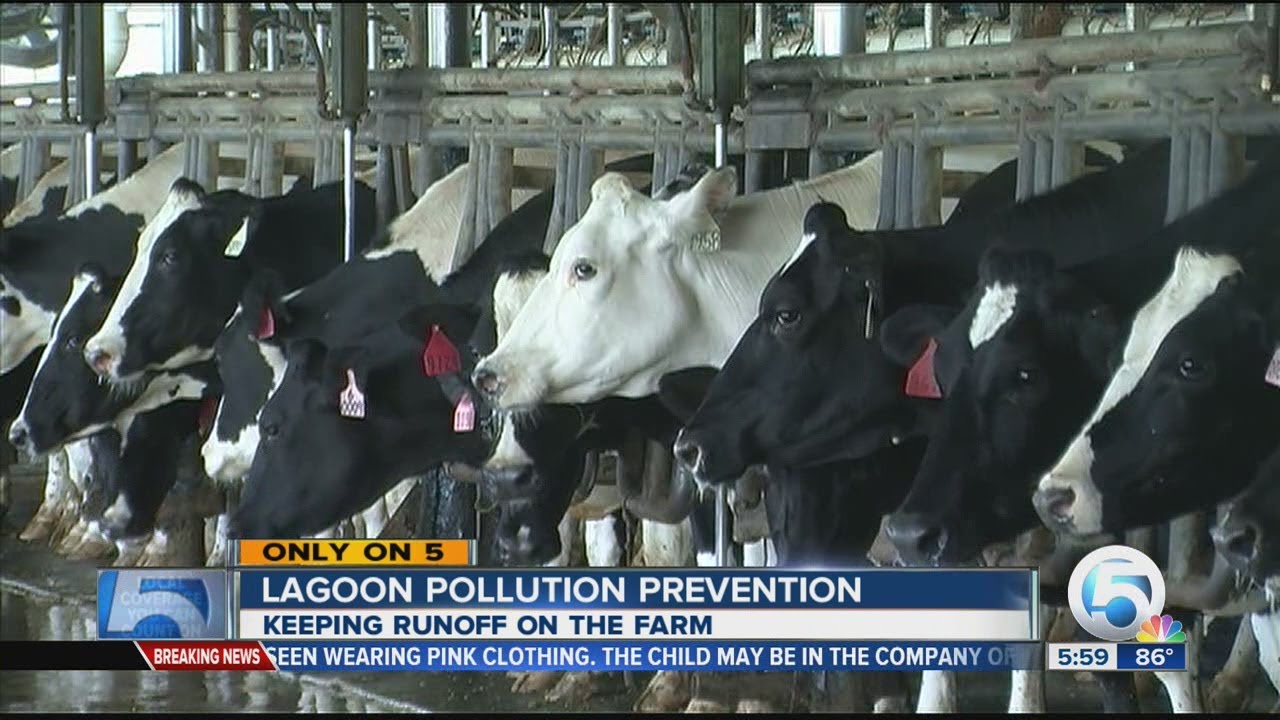 Dairy farmer keeping pollution at bay YouTube