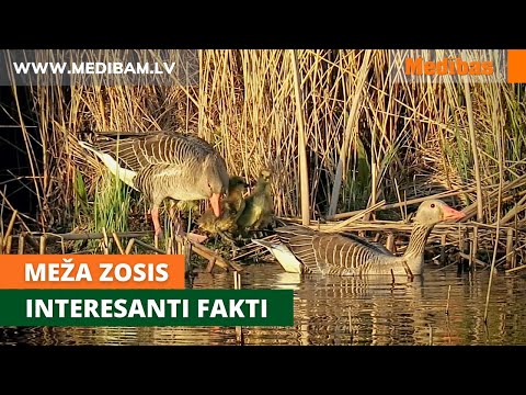 Video: Augu aizsardzība pret pīlēm un zosīm - zosu un pīļu izturīgu augu audzēšana