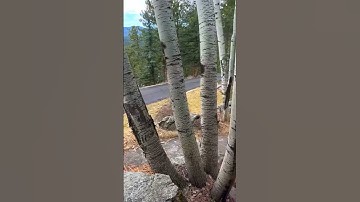 Bobcat vs Squirrel: The Final Chase