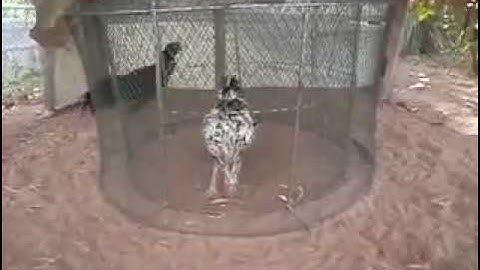 Qaib thaib thai roosters