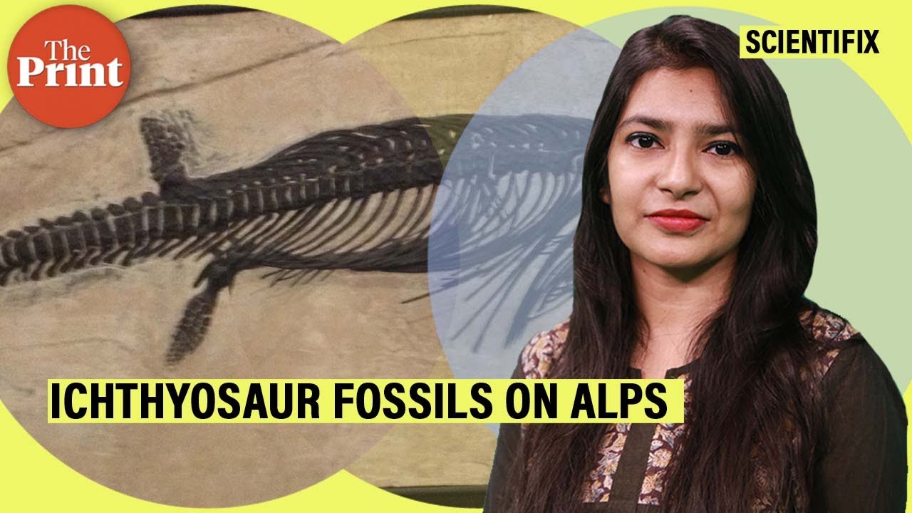 Ichthyosaur fossils on Alps came from three ancient oceans