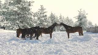 Horse Harmony in the Snow: Winter Storm Wind and Snorts for Peaceful Moments screenshot 5