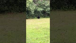 Bear in yard - 1-26-24