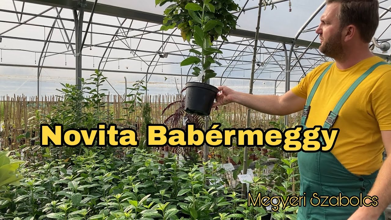 Prunus laurocerasus 'Novita' - Novita babérmeggy | 40/60 cm-es babérmeggy | Mikor érdemes metszeni?