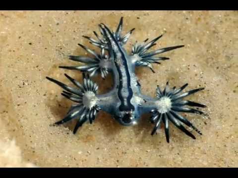 Glaucus Atlanticus