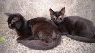 お蔵入り猫動画をまとめて一挙公開