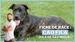 Le Cao Fila (Fila de São Miguel) : Race de chien !