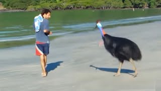 Cowary Vs Man Graphic