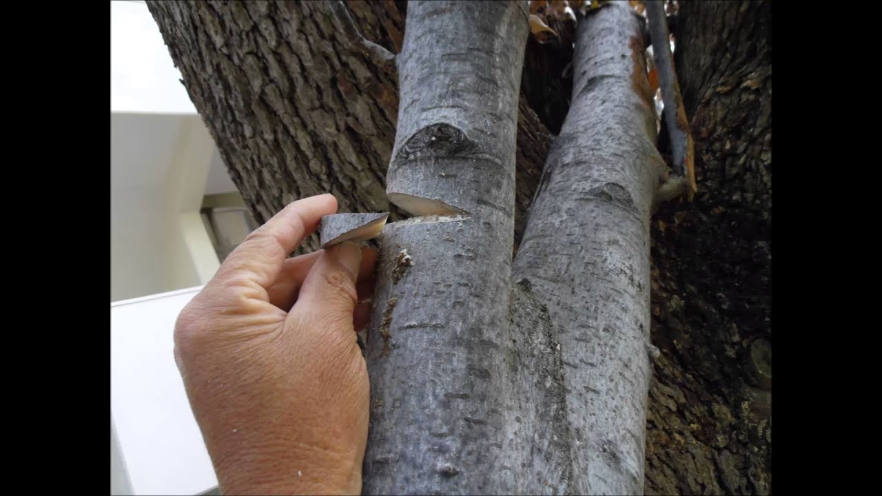 植木一筋４２年 庭師 武笠 均 アメリカフウ 倒木 手鋸 てのこ １つで怪我をしない伐採方法 ｖ字ガタに切って切り離す ｎｏ２を切り離したら残りの倒木の重心の位置を想定する Youtube