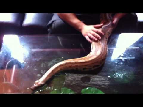 Big Borneo Short Tail Python