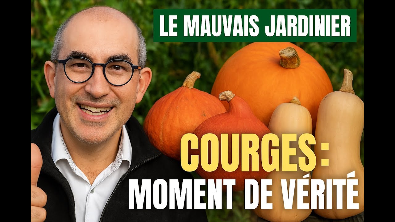 Récolte des #courges et courgettes #jardin #potager