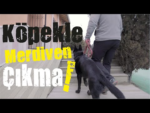 Video: Köpeğinize güvenli bir şekilde merdiven çıkmayı öğretin