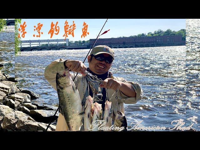 浮漂激流爆鲥鱼Floating Shad】特别亲测：一种不挂星球，简单好用的钓鲥大法，钓爽了，爱了，爱了Float Fishing for  American