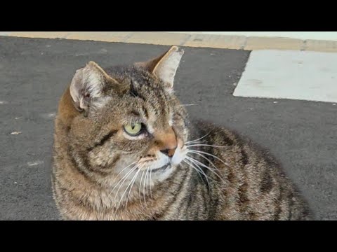 Earning a Boss Cat’s Trust