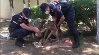 Jandarma Ekipleri Devriye Sırasında Buldu