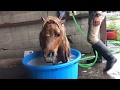 えだまめ、撮影前日のルーティーン