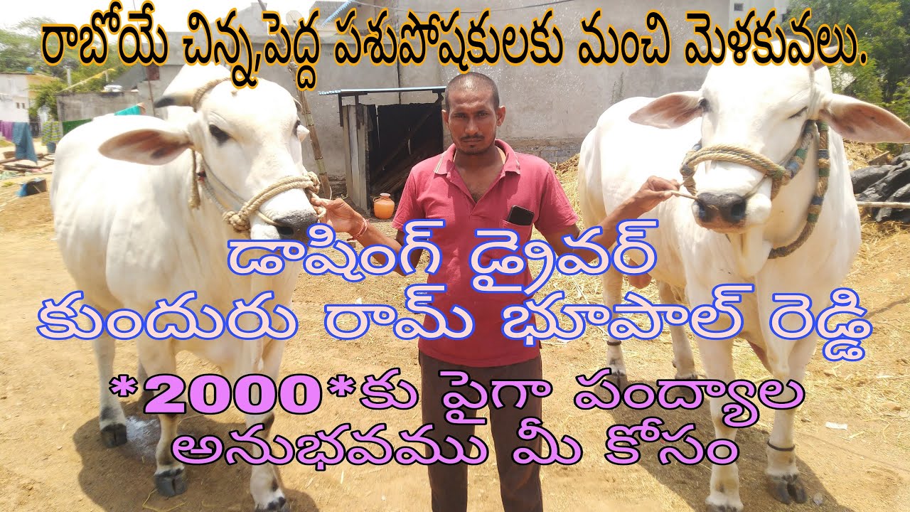 డాషింగ్ డ్రైవర్ కుందురు రామ్ భూపాల్ రెడ్డి గారితో interview కొత్త పశుపోషకులకు మెళకువలు...