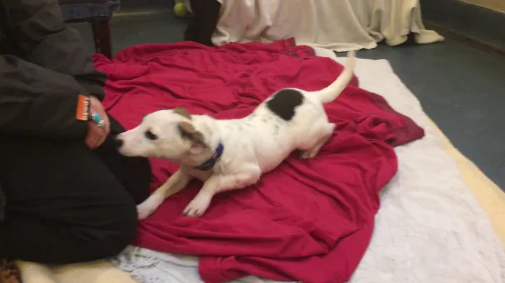 Adopt Guy | Dogs | The Mayhew