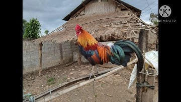 ไก่ต่อหูขาว qaib dib dawb tsej qua zoo cuab tuaj zoo 100%