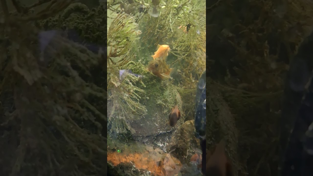 Marmorgelbe Panzerwelse und Blasenschnecken