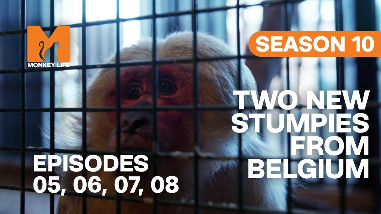 Rescuing Two New Stumpies in Monkey Life | S10 E05, 06, 07 & 08