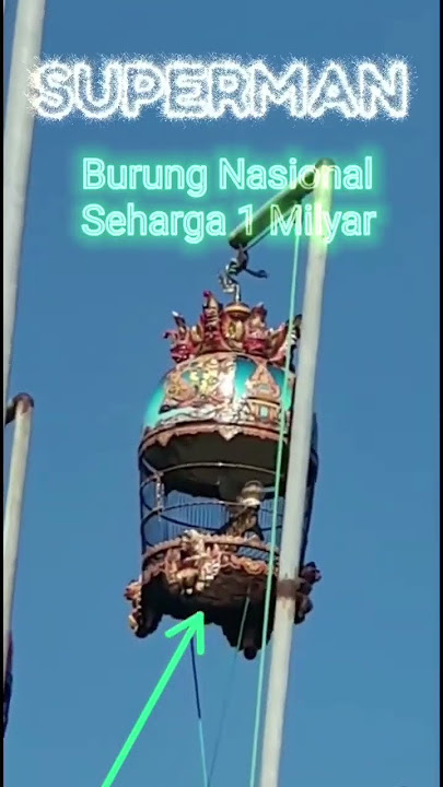Burung perkutut Superman sang juara Nasional #burungperkututbangkok #perkutut #perkututlomba