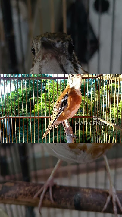 Anis Cendana Isian Kasar Gacor #shorts #kicaumania #burung