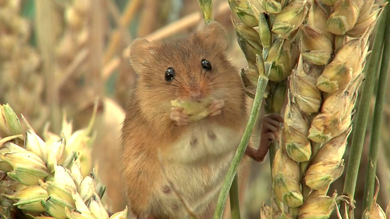 Harvest Mice Youtube