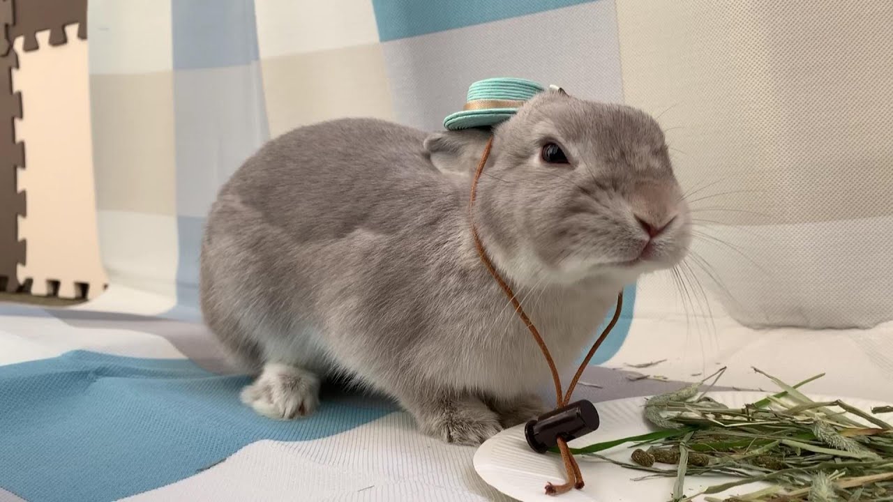 うさぎさんとベランダでお茶してみた Youtube