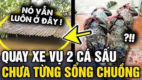 Góc QUAY XE, vụ 2 con cá sấu sổng chuồng ở Yên Bái thật ra nó VẪN LUÔN TRONG CHUỒNG | Tin 3 Phút