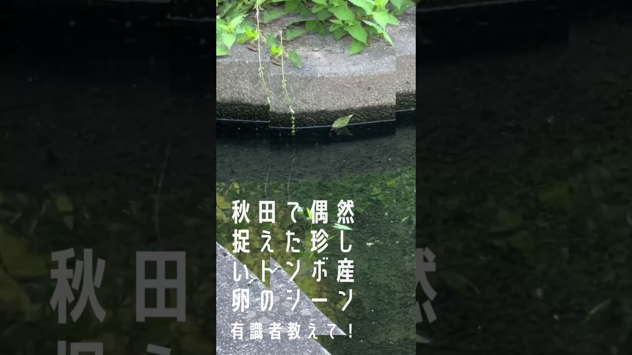 秋田県の角館で、たまたま見かけたトンボの産卵シーンを撮影しました。あまり見たことのない色やカタチ(胴体が短い)のトンボだったので固有種なのかしらと思いました。#有識者求む #トンボ #珍しい
