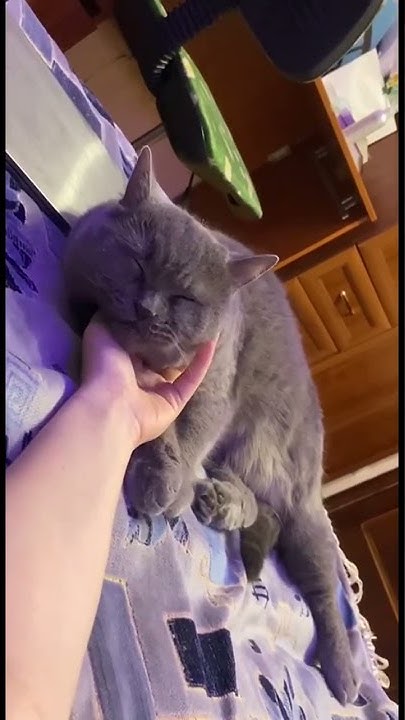 Котик - YouTube