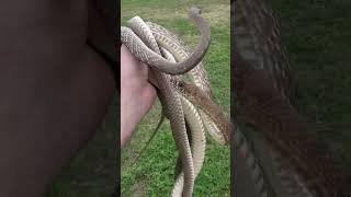 Two Big Coachwhip Snakes Under a Board!