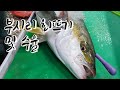 [5.5Kg 부시리(히라스) 회뜨기] 단톡방 이벤트로 진행한 부시리 손질과 수율체크.  goldstriped amberjack, ヒラス. [수아아빠TV]