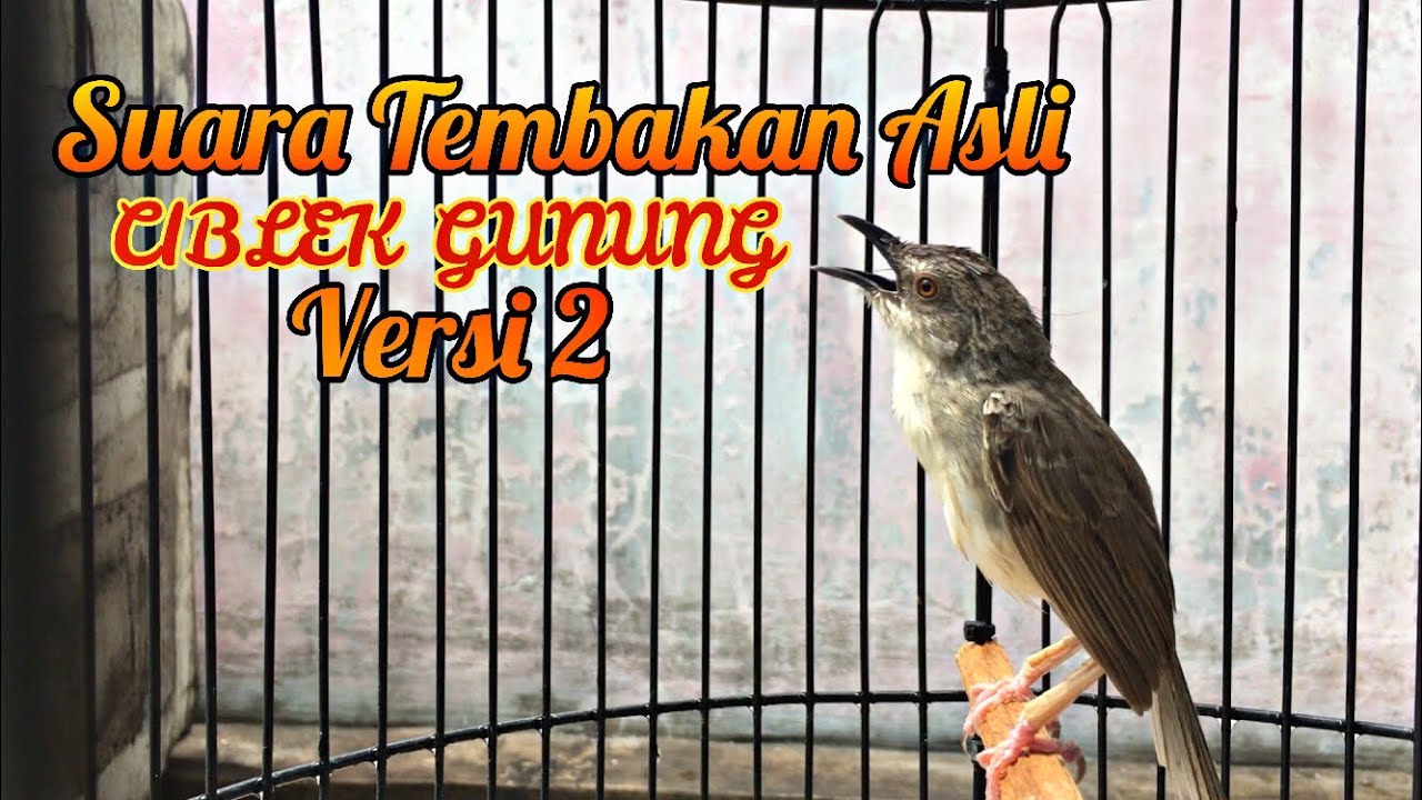 Suara Asli Ciblek Gunung Versi 2 Youtube