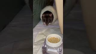 Beautiful Pregnant Rat