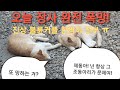 오늘 장사 완전 폭망! 진상 불륜커플 한쌍이 전부 ㅠ     #자영업경기#장사이야기#진상손님#오늘매상#당진능이버섯오리백숙#당진육쌈냉면#당진갈비냉면#당진여행#당진가볼한곳#대산삼길포항