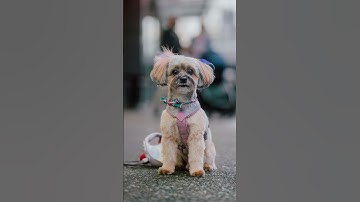 Thumbnail of Guess how old this puppy is...