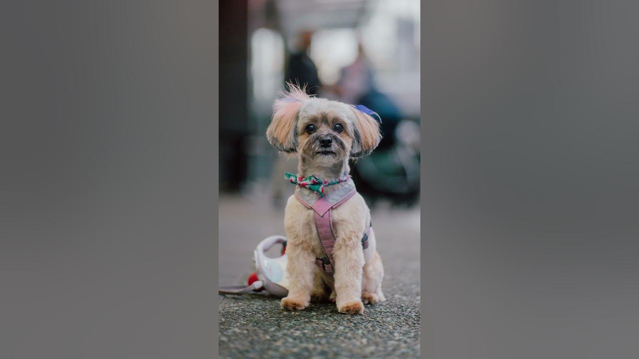 Guess how old this puppy is...