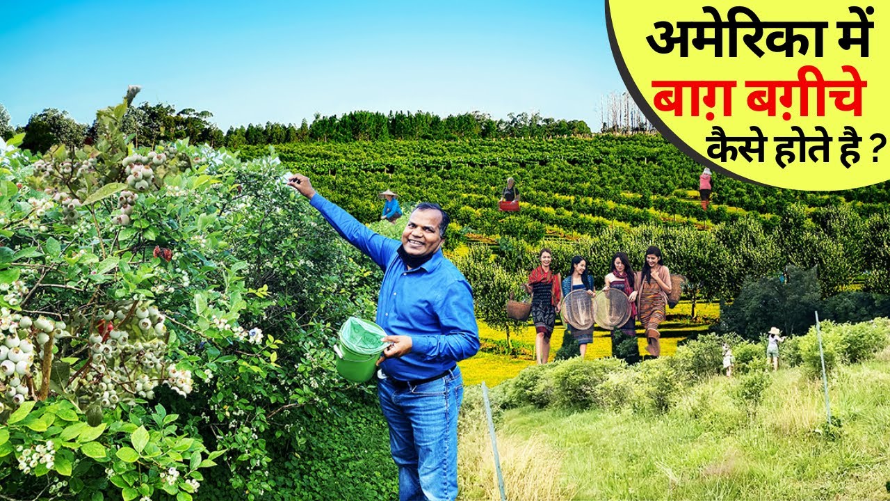 आईये घुमाते है US के खेत का ख़ूबसूरत नज़ारा BLUEBERRY PLANT kaisa hota